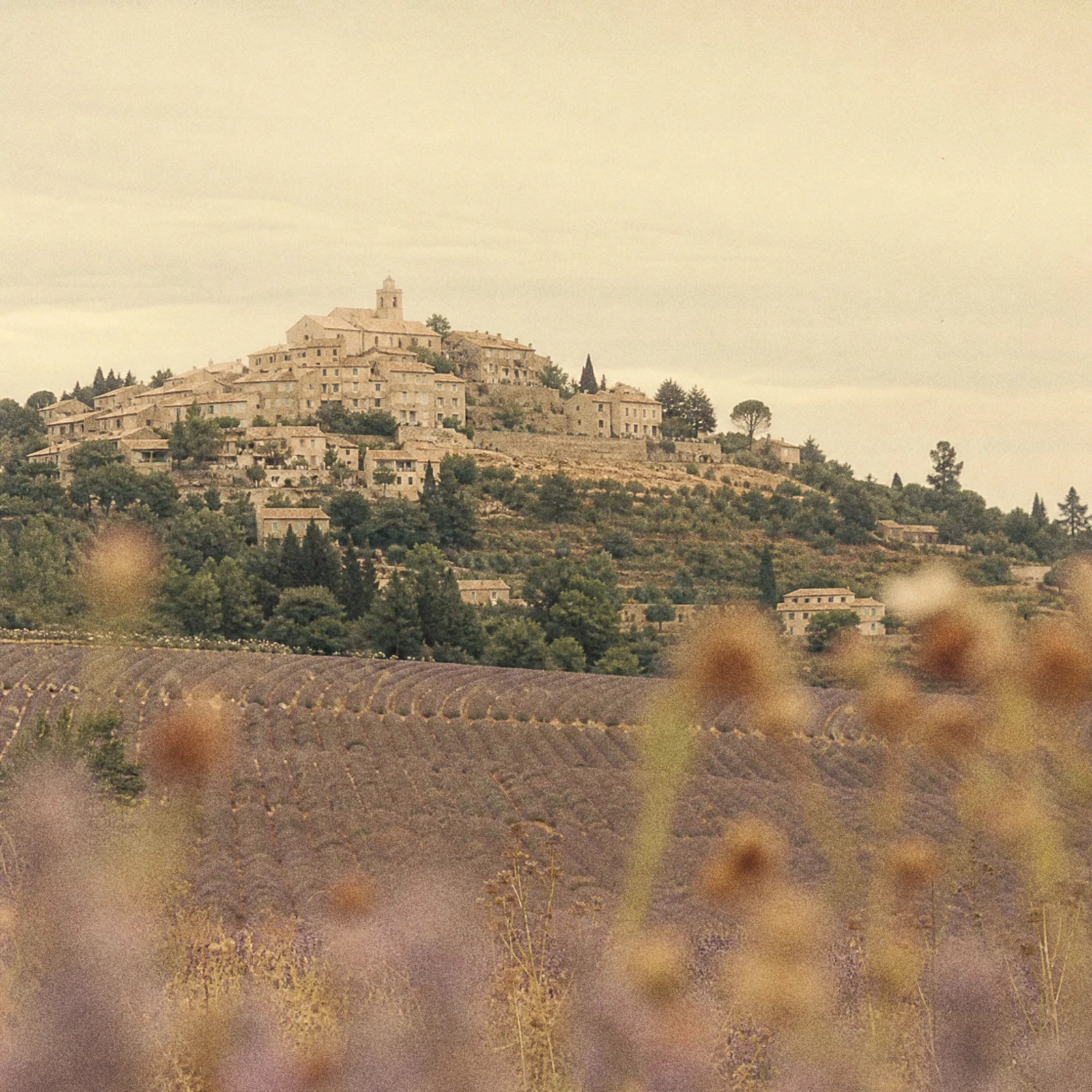 Provençal hilltop village above rows of lavender, the home of our Provence Rosé.
